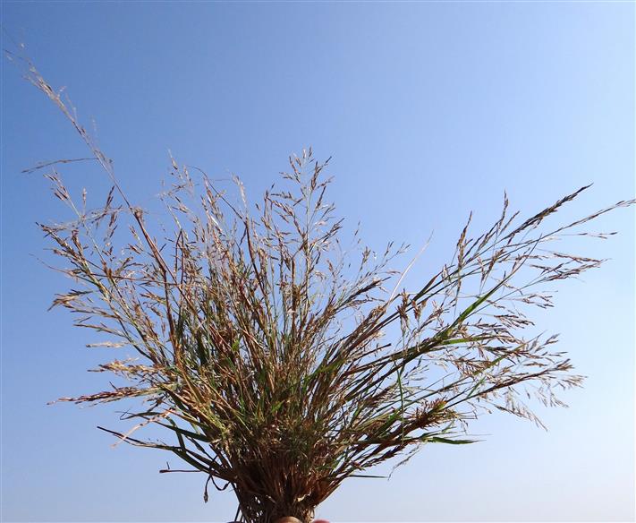 Eragrostis japonica